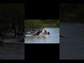 Different angle of Hippo flipping the boat in South Africa.#nature #animals #hippoattack