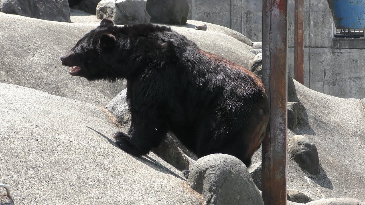 Large Asian black bear (Kuma Kuma Garden, Akita, Japan) August 6