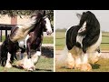 Horse SOO Cute! Cute And funny horse Videos Compilation cute moment #77