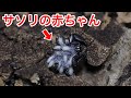 大量のサソリの赤ちゃんが産まれました