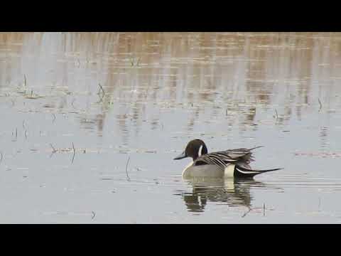 Vidéo: Un Bivalve Exotique Envahissant Fournit Apparemment Une Nouvelle Source De Nourriture Pour La Mue Et L'hivernage Des Canards De Mer Benthiques