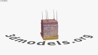 Human Thin Skin Anatomy 3D model by 3DModels.org