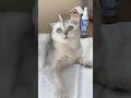 🙄 #cat #cats #funny