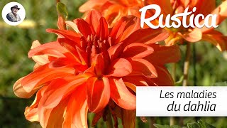 Les maladies du dahlia