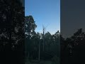 The rising of the fabled sun
