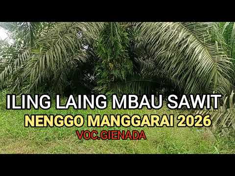 ILING LAING MBAU SAWIT - LAGU NENGGO MANGGARAI TERBARU 2026 🔥🔥🔥