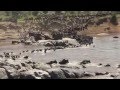 Wildebeest Migration - Serengeti Tanzania