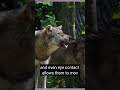 THE SECRET OF WOLF