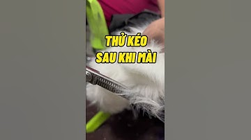 Mài kéo cắt tóc bởi nghệ nhân mài kéo | Quang 3S #maikeo #maikeocattoc #quang3s