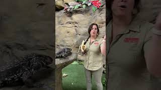 Sharing A Banana With My Tegu