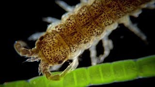 Sea water under the microscope: These are the monsters you are swimming with