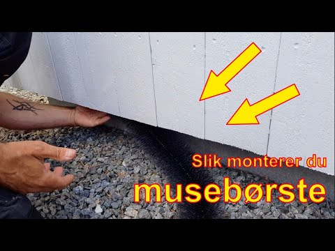 Video: Kan mus klatre på vegger?