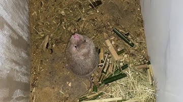 Cách ghép dúi đơn giản ai cũng làm được