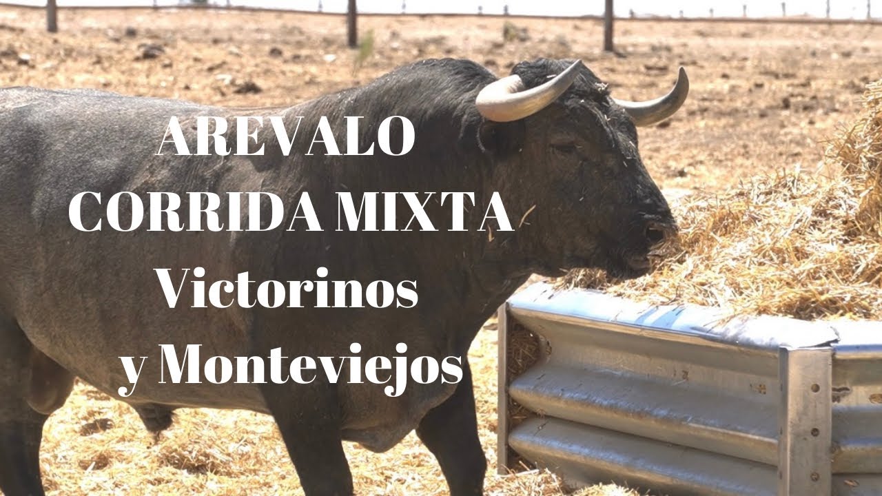 😱Corrida de TOROS Mixta para AREVALO. VICTORINOS y MONTEVIEJOS en un EMBARQUE Muy Diferente