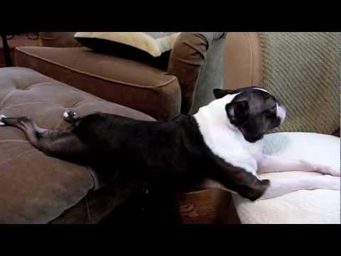 boston-terrier-planking-across-couch-set-to-2001-space-odyssey