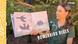 National Simultaneous Story Time Bowerbird Blues Perth Zoo