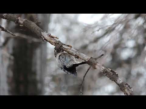 მცირე ჭრელი კოდალა