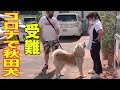 【悲報】新型肺炎・コロナ対策で女医さんに逢えない!秋田犬そうすけ君.【VLOG】