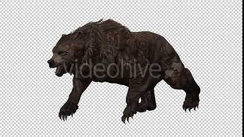 Bear 26 | Motion Graphics - Envato elements