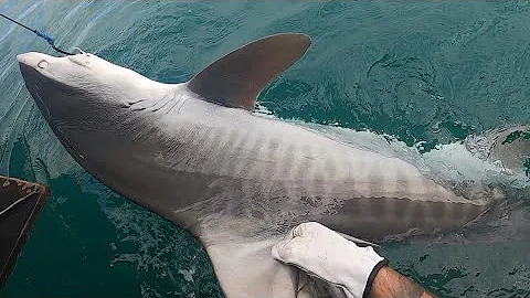 Darwin HUGE tiger shark caught!