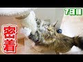 一週間かけてちゃちゃの激かわシーン撮影に成功!
