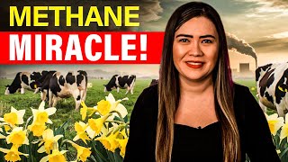 Can Flowers Help Us Fight Climate Change Daffodils Might | Positive News | Climate Solutions