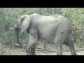 2025 7 20 PM Londolozi Elephant 2025 7 20 PM Londolozi Elephant