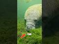 “Dugong: The Sea Cow That Cleans the Ocean”
