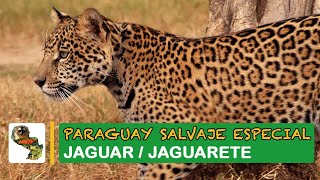 Paraguay Salvaje Especial: Yaguareté