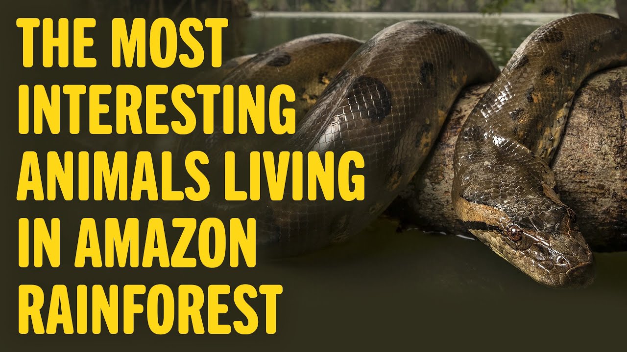 The Most Interesting Animals Living In Amazon Rainforest Animal World Youtube