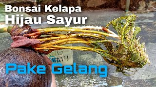 Bonsai Kelapa Hijau Sayur Akar Lebat || Green Coconut Bonsai Thick Root Vegetable