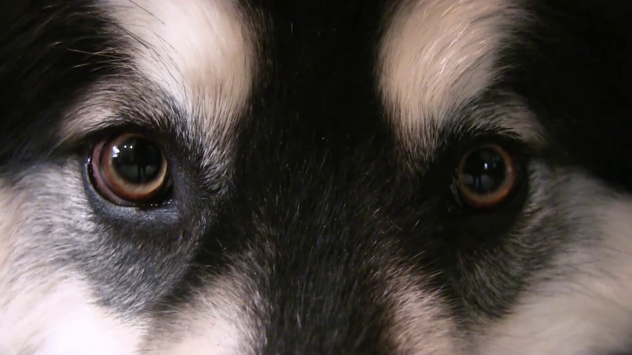 malamute eyes