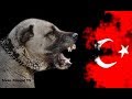 Dosta Güven Düşmana Korku Veren Aslanlar - War Dog