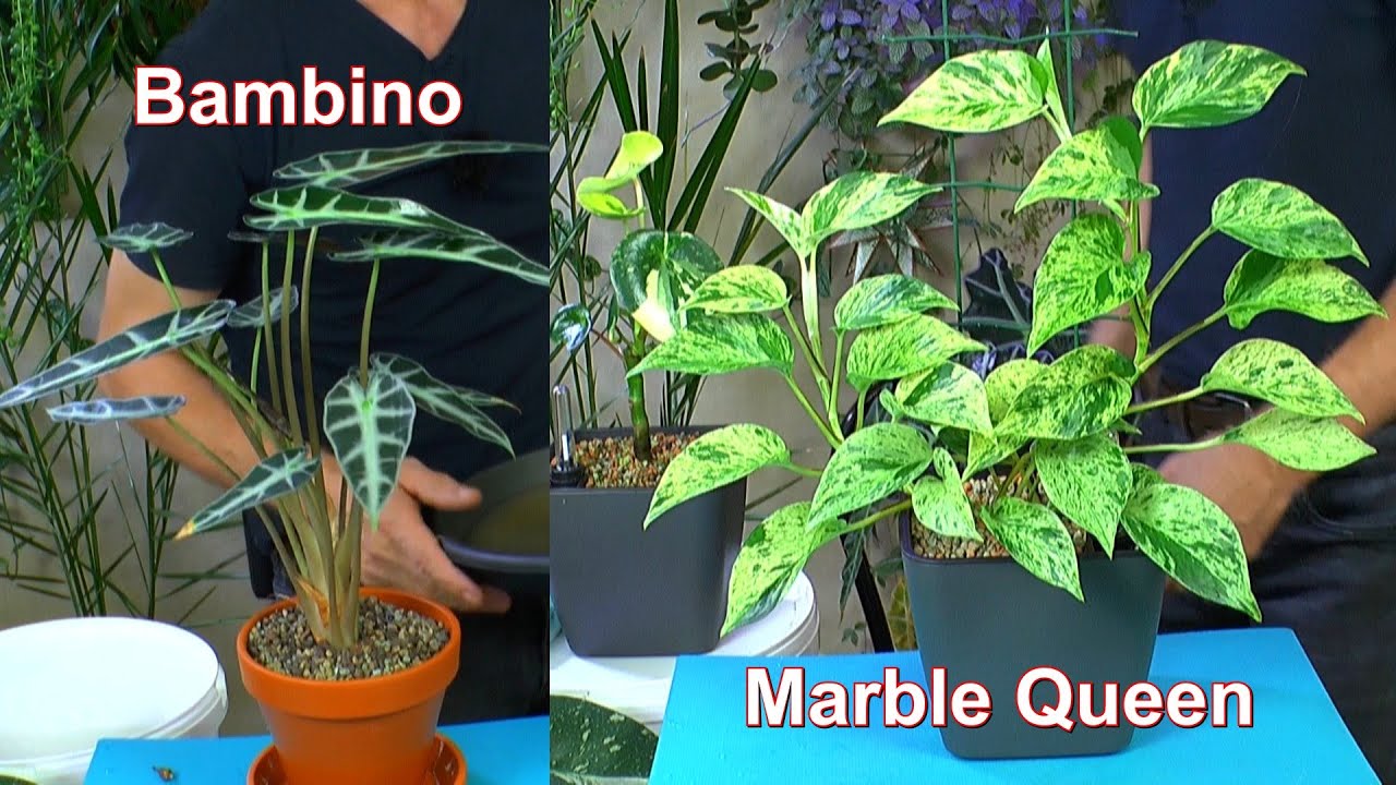 Umtopfen in das mineralische Substrat von Vulkatec und Pflanzenparade mit tollen Pflanzen Zimmerpfl.