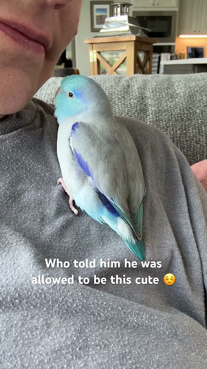 ☺️🐣👍🏻 #talon #parrotlet