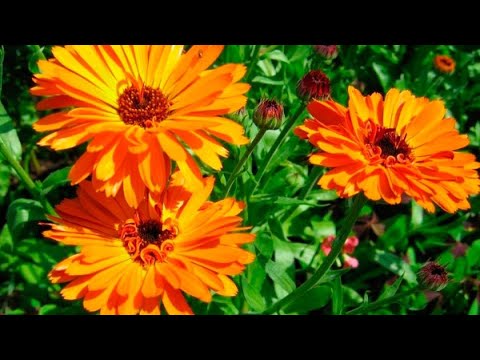 КАЛЕНДУЛА (НОГОТКИ). Как собрать семена - YouTube