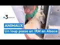 Une clinique vtrinaire fait passer des irm pour animaux pour de meilleurs diagnostics