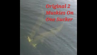Original 2 Muskies on One Sucker!