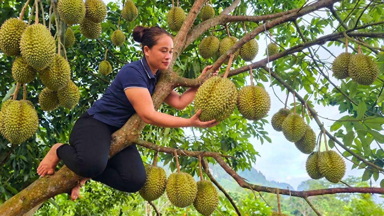 Harvesting 1000+ Durian Fruits and Taking Them to the Market for Sale, Visiting My Parents