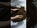 The Soil Of The Pot Should Be Like This Shorts Soil Soil Plant Garden Gardensoil Gardening The Soil Of The Pot Should Be Like This Shorts Soil Soil Plant Garden Gardensoil Gardening