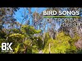 8 HOURS Relaxing Bird Songs of Tropical Forest - Hawaii Soundscapes - Relaxing Nature Video 8K