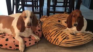 Basset hounds shower! by Las Niñas Chaparras 916 views 1 year ago 7 minutes, 4 seconds