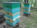 ДЕЛАЕМ МЕДОВИК из двух пчелосемей. Create a large bee family