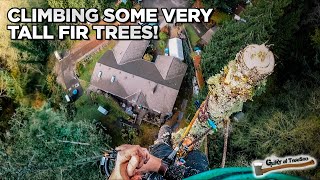 Removing Two Tall Backyard Fir Trees with Veteran Tree Service and Randy!