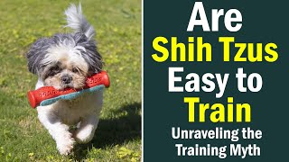 Are Shih Tzus Easy to Train? Unraveling the Training Myth by Fluffy Dog Breeds 319 views 10 months ago 6 minutes