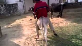 Donkey Riding 101 by Amar 25,974 views 11 years ago 2 minutes, 26 seconds