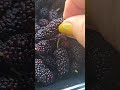 mulberry friuts