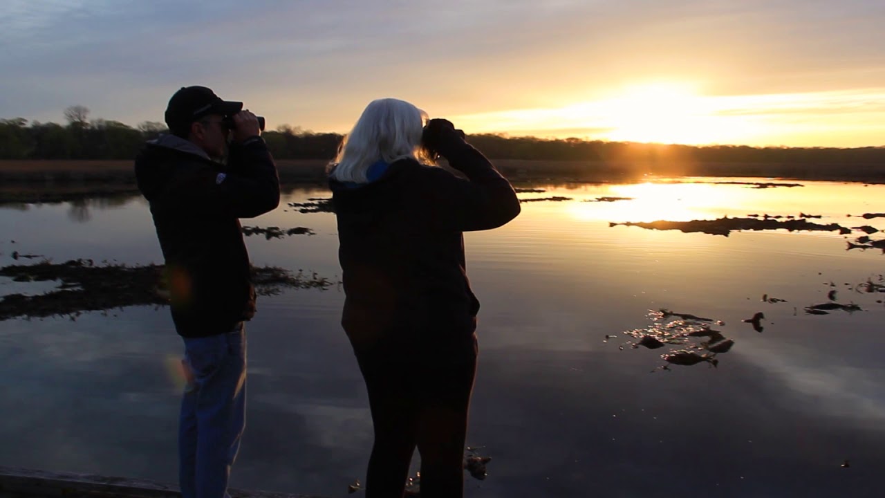 birding tours point pelee