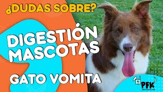 VETERINARIO RESPONDE  3 | EL BIENESTAR ANIMAL |  PETES FAMILY KIDS