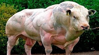 САМЫЕ БОЛЬШИЕ ЖИВОТНЫЕ ПЛАНЕТЫ. САМЫЕ ГИГАНТСКИЕ ЖИВОТНЫЕ В МИРЕ САМЫЕ БОЛЬШИЕ ЖИВОТНЫЕ ПЛАНЕТЫ. САМЫЕ ГИГАНТСКИЕ ЖИВОТНЫЕ В МИРЕ